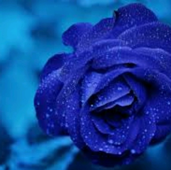 rose414